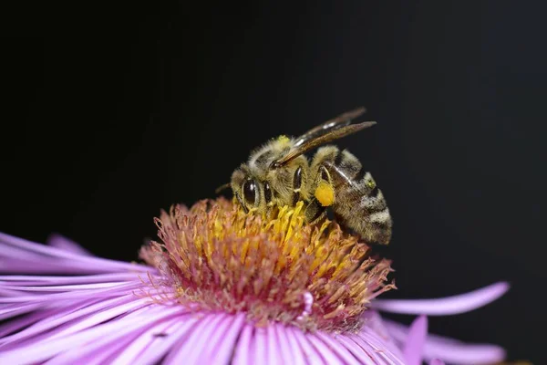 Honey bee with pollen on its legs sitting on aster sucking up nectar