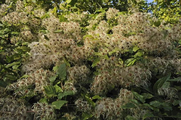 Verde Fresco Clematis Flores Murchas — Fotografia de Stock