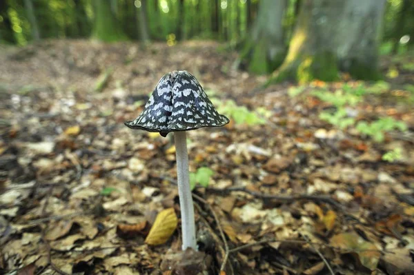 Magpie Inkcap Magpie Fungus Growing Beech Forest — Stock Photo, Image