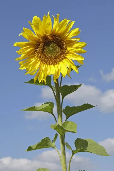 Gelbe Sonnenblume Gegen Blauen Himmel — Stockfoto
