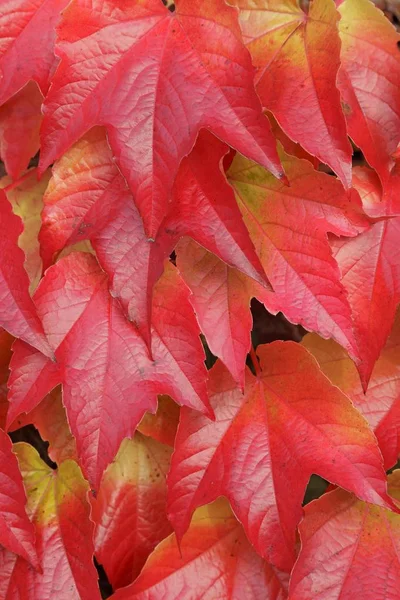 Boston Ivy Ivy Leaves Background — Stock Photo, Image