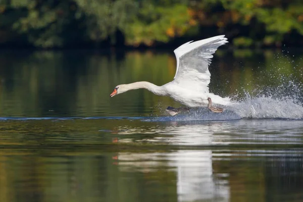 Gyönyörű Bütykös Hattyú Levette Víz — Stock Fotó