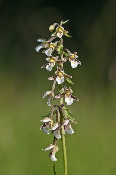 Marsh Helleborine Epipactis Palustris Vorarlberg Austria Europe — Stock Photo, Image