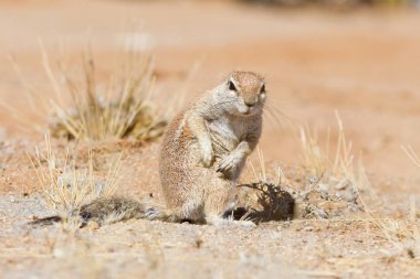 Cape Ground Squirrel (Xerus inauris) scratches itself, Namibia, Africa clipart