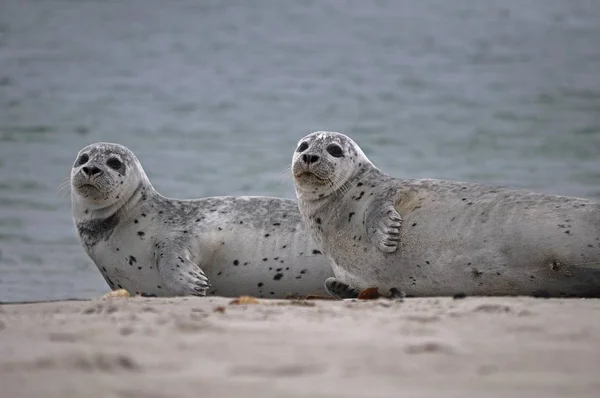 Två Knubbsälar Stranden Helgoland Schleswig Holstein Tyskland Europa — Stockfoto