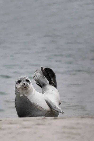 Gewone Zeehond Het Strand Helgoland Sleeswijk Holstein Duitsland Europa — Stockfoto