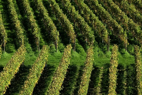 Vinhas Outono Vogtsburg Kaiserstuhl Baden Wrtemberg Alemanha Europa — Fotografia de Stock