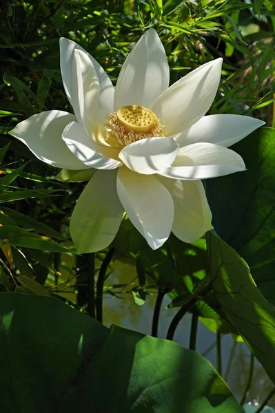 Fleur Lotus Blanche Sur Fond Flou — Photo