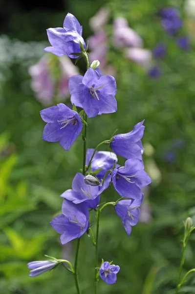 Bellflowers Plant Blurred Background — Stock Photo, Image