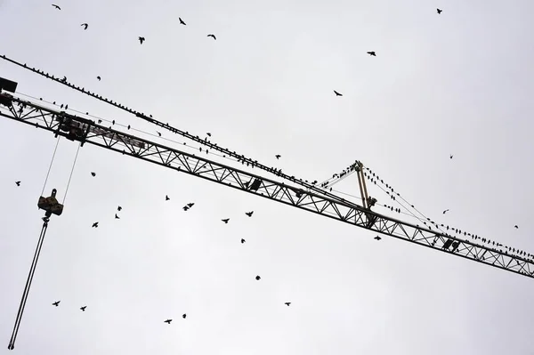 Starlings Találkozó Egy Épület Daru Eckental Közép Franconia Bajorország Németország — Stock Fotó