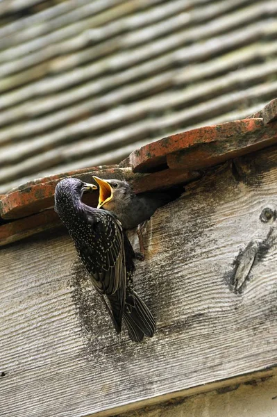 Spreeuwen Zijn Kuiken Het Nest Voeden — Stockfoto