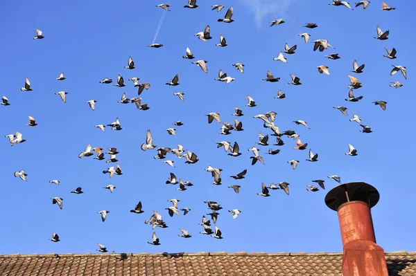 Flock Duvor Flyg Bayern Tyskland Europa — Stockfoto