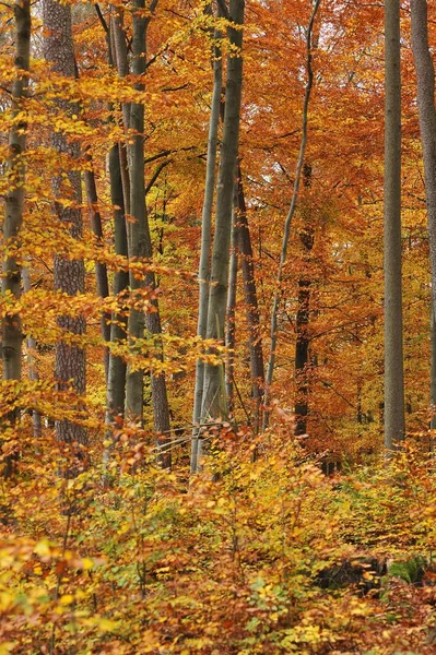 Malerischer Blick Auf Herbstlichen Buchenwald Franken Bayern Deutschland Europa — Stockfoto