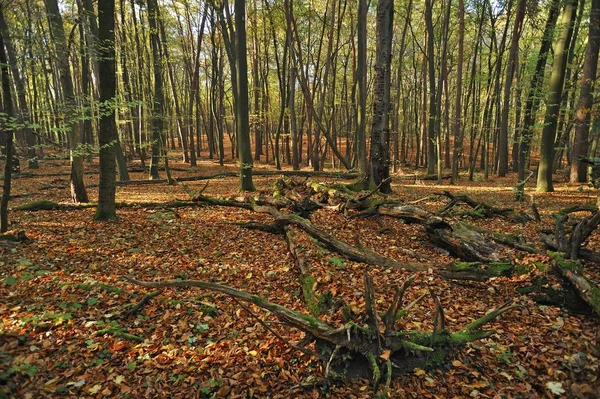 Arbres Morts Dans Une Forêt Naturelle Hêtres Hesse Allemagne Europe — Photo