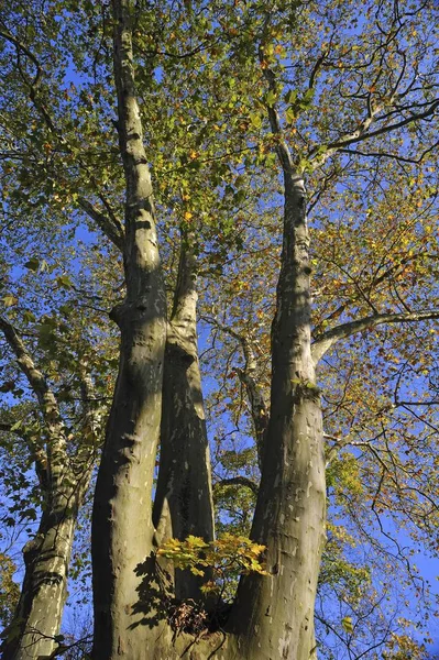 Geç Sonbaharda Hesse Almanya Europe Ağaçlarda Sycamores — Stok fotoğraf