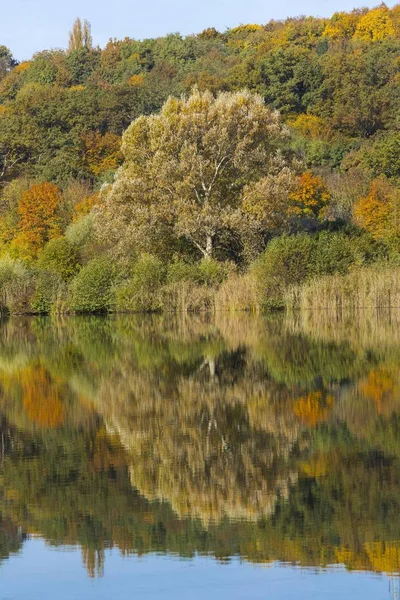 Herbstwald Mit Spiegelungen Wernauer Baggersee Wernau Baden Wuerttemberg Deutschland Europa — Stockfoto