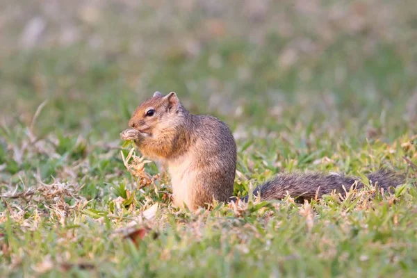 Zaroślarka Paraxerus Cepapi Karmienie Namibia Afryka — Zdjęcie stockowe