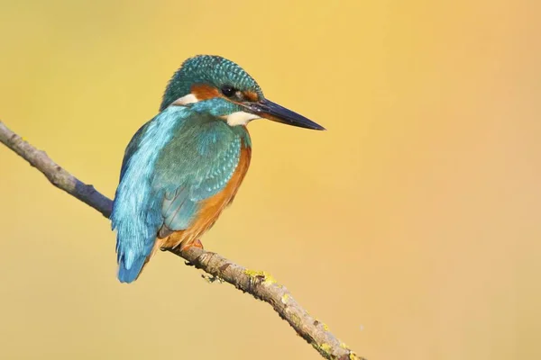 Kingfisher Common Kingfisher Encaramado Una Rama — Foto de Stock