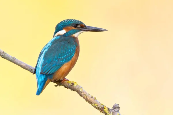 Kingfisher Common Kingfisher Empoleirados Ramo — Fotografia de Stock