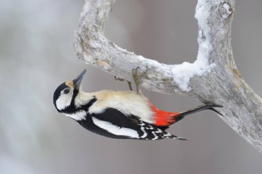 Great Spotted Woodpecker clinging to a pine branch clipart