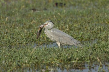 Grey Heron feeding at wild nature clipart