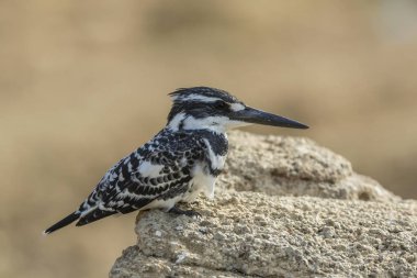 Pied Kingfisher closeup against blurred background clipart