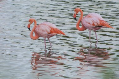 American Flamingos in water at wild life clipart
