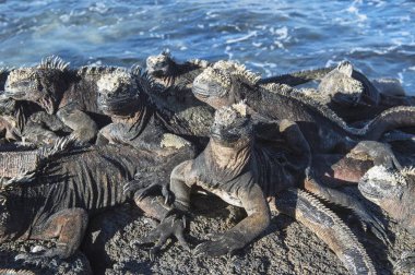 Marine Iguanas in natural habitat