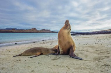 Galpagos Sea Lions (Zalophus wollebaeki), pup suckling, Galpagos  clipart