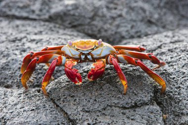 closeup view of Sally Lightfoot crab clipart