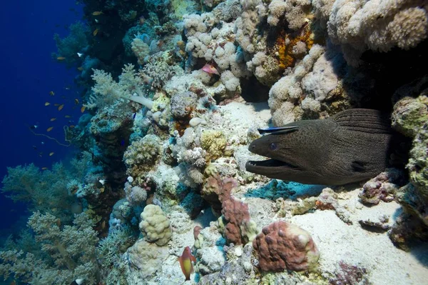 Giant Moray Gymnothorax Javanicus Красное Море Египет Африка — стоковое фото
