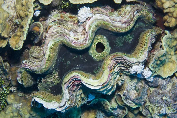 Amêijoa Gigante Canelada Amêijoa Escamosa Tridacna Squamosa Mar Vermelho Egito — Fotografia de Stock