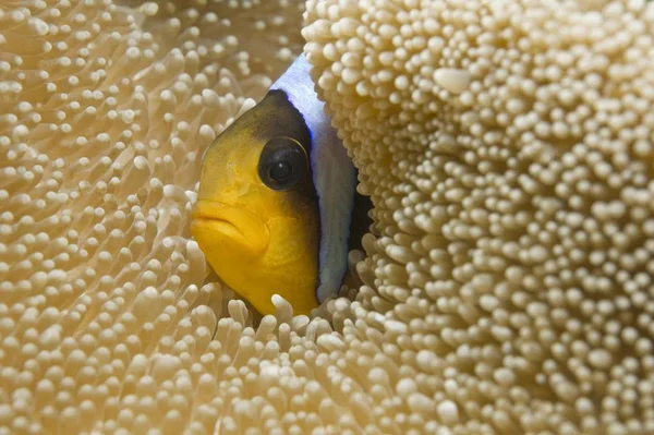 Roodbaars Amphiprion Bicinctus Een Haddon Carpet Anemone Stichodactyla Haddoni Rode — Stockfoto