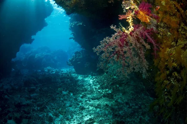 Piękny Widok Miękki Koral Red Sea Egipt Afryka — Zdjęcie stockowe