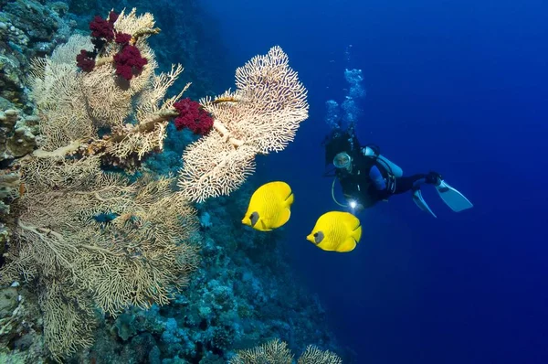 Дайвер Аквалангист Bluecheek Blueck Bfflyfish Chaetodon Semilarvatus Красное Море Египет — стоковое фото