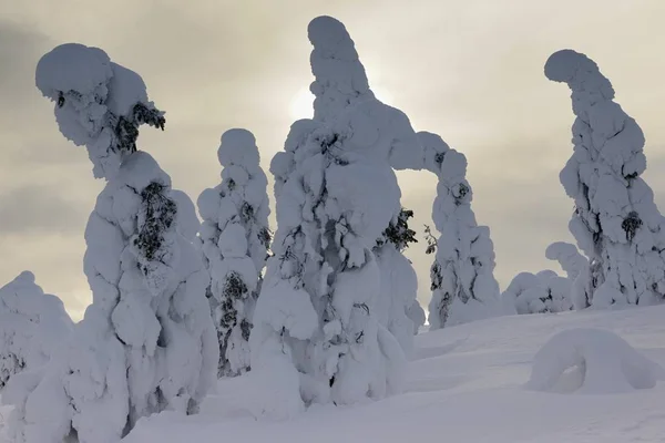 Sneeuw Bedekt Berg Pines Een Sneeuwstorm Rukatunturi Kuusamo Lapland Finland — Stockfoto