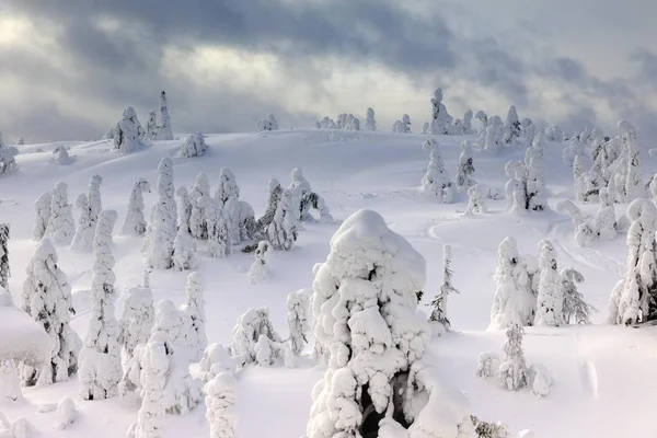 Pinos Montaña Cubiertos Nieve Una Tormenta Invierno Rukatunturi Kuusamo Laponia — Foto de Stock