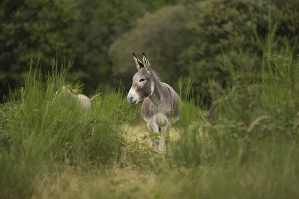 Burro Equus Asinus Asinus Reserva Natural Wahner Heide Renania Del —  Fotos de Stock