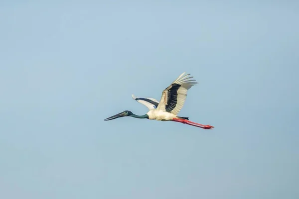 Svarthalsad Stork Flykten Blue Sky — Stockfoto