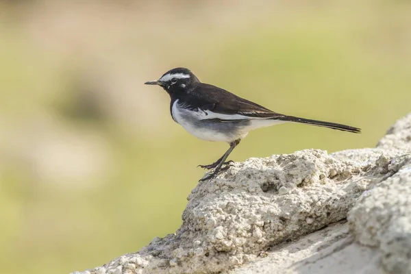 White Browed Wagtail Closeup Blurred Background — Stock Photo, Image