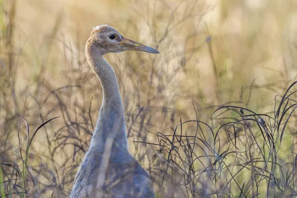 Sarus Crane Close Seup View Wild Life — стоковое фото