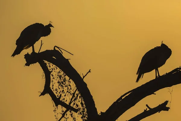 Индийские Peafowl Сидят Ветке Закате — стоковое фото