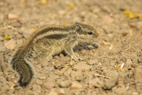 Chipmunk Tamias ทยานแห งชาต Keoladeo Rajasthan India Asia — ภาพถ่ายสต็อก