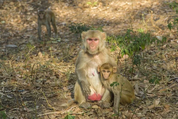 Rhesus Macaque Macaca Mulatta Con Jóvenes Rajastán India Asia — Foto de Stock
