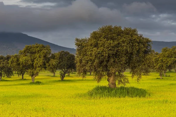 세레나에서 초원에 나무와 스페인 — 스톡 사진