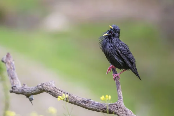 Spotless Starling Sitting Branch Selective Focus — Stock Photo, Image