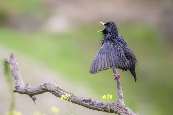 Spotless Starling Sitting Branch Selective Focus — Stock Photo, Image