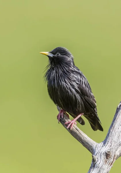 Spotless Starling Seduto Sul Ramo Fuoco Selettivo — Foto Stock