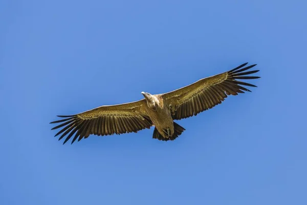Gänsegeier Flug Bei Blauem Himmel — Stockfoto