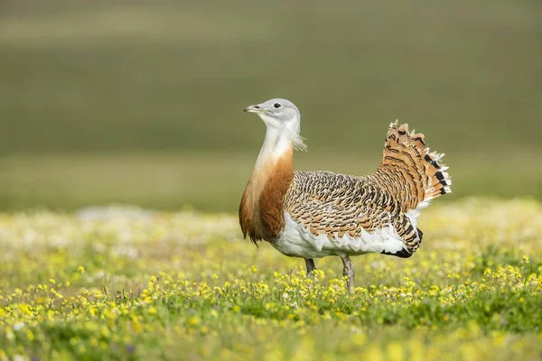 Grande Bustard Erba Vita Selvaggia — Foto Stock